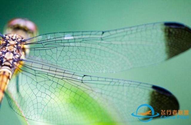 蜻蜓，飛行界的王者，科學(xué)家研究多年，仍未完全搞清楚蜻蜓的秘密-9601