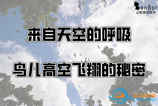 鳥類強(qiáng)大的飛行能力背后，做了哪些犧牲？一文了解飛行的秘密-5396