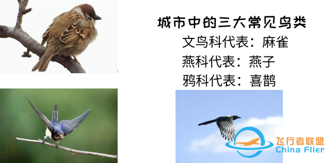 鳥類強(qiáng)大的飛行能力背后，做了哪些犧牲？一文了解飛行的秘密-7075