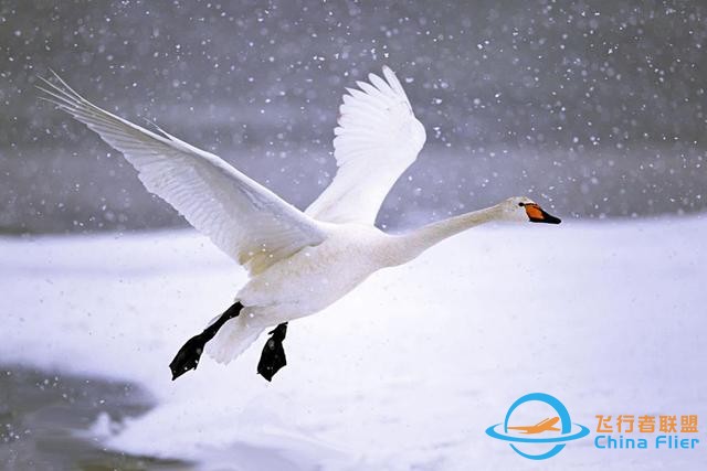 鳥類強(qiáng)大的飛行能力背后，做了哪些犧牲？一文了解飛行的秘密-3557