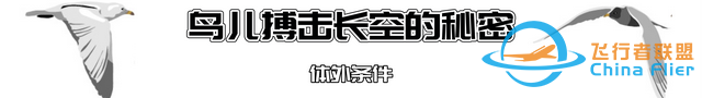 鳥類強(qiáng)大的飛行能力背后，做了哪些犧牲？一文了解飛行的秘密-1648