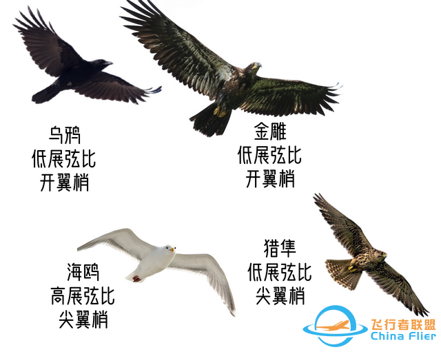 鳥類強(qiáng)大的飛行能力背后，做了哪些犧牲？一文了解飛行的秘密-2538