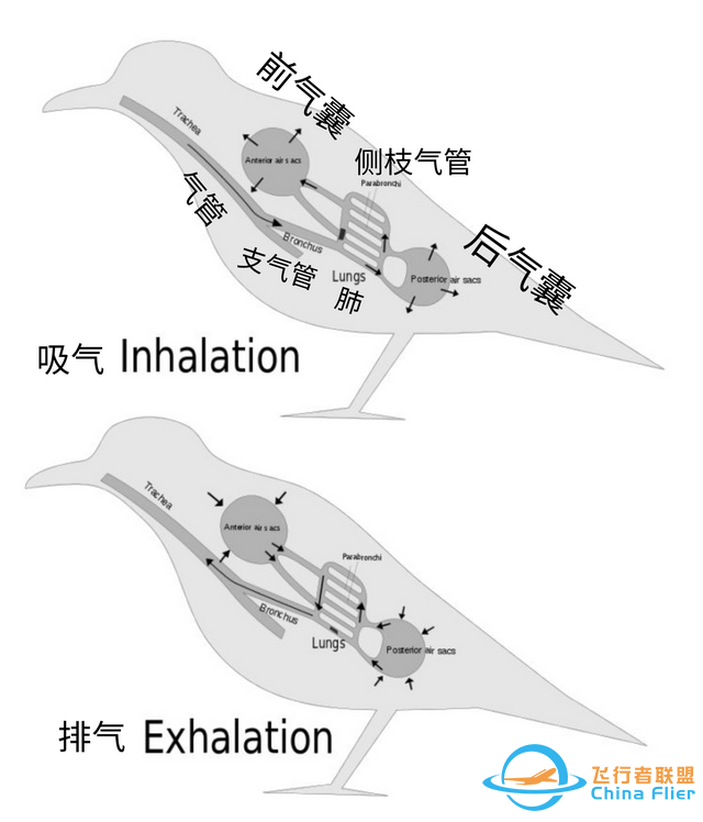 鳥類強(qiáng)大的飛行能力背后，做了哪些犧牲？一文了解飛行的秘密-4835