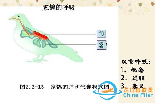 鳥類強(qiáng)大的飛行能力背后，做了哪些犧牲？一文了解飛行的秘密-331