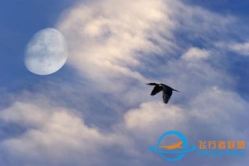 鳥類強(qiáng)大的飛行能力背后，做了哪些犧牲？一文了解飛行的秘密-4876