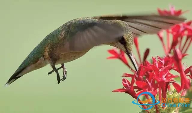 少年科學粉每日一題｜翱翔、滑翔、鼓翼……鳥兒飛行方式這么多？-5138