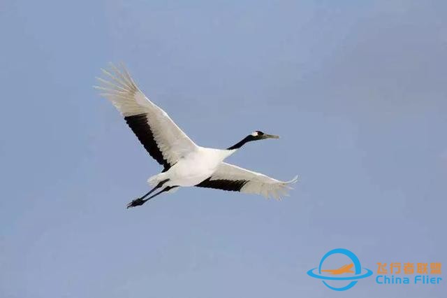 少年科學粉每日一題｜翱翔、滑翔、鼓翼……鳥兒飛行方式這么多？-3227